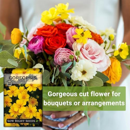 Sow Right Seeds-Dwarf Lance-Leave Coreopsis Seed for Planting Perennial 3pk - Image 5
