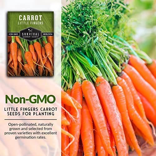 Little Finger Carrot Seeds for Planting – Survival Garden Seeds (2 Pack) - Image 3
