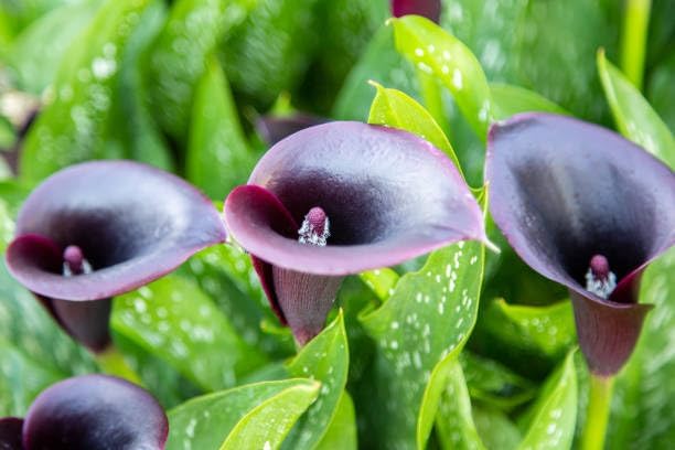Mix Calla Lily Seeds for Planting - 200+ Non-GMO Heirloom Seeds, Elegant Trumpet Flowers, Long-Lasting Cut Flower for Home Garden, Patio Container, Indoor Bonsai - Image 7