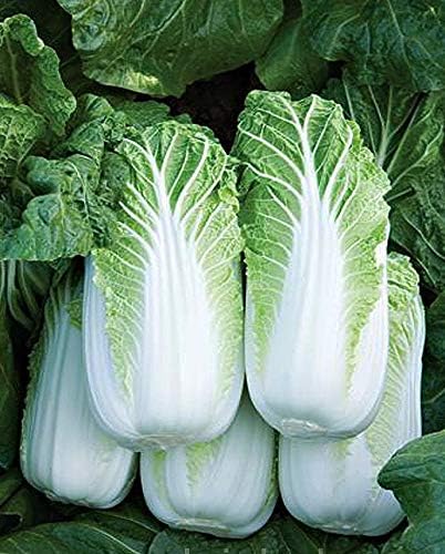 Seeds Vegetable Napa Cabbage Chinese Green - 300 Seeds - Image 7
