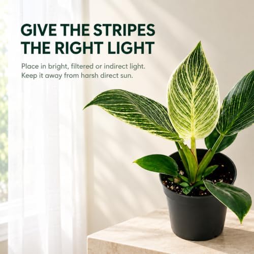 Philodendron Birkin Live Plant - 4" Pot Indoor Air Purifying Houseplant - Image 5