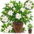 Frostproof Gardenia Jasmine Plant Indoor Live | 4-8 Inch Tall | Cold Hardy White-Blooming Jasmine | Easy to Grow Live Jasmine Plant for Indoor & Patio Décor by GINGERGLOW