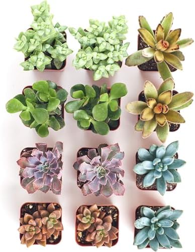 Shop Succulents Assorted Succulent Plant Pack Collection - Live Mini Succulent Plants, Low Maintenance, Mixture of Colors & Textures - Wedding and Party Favors, Gift & Garden, Pack of 12 - Image 3