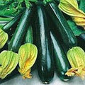 Black Beauty Zucchini Squash Seeds (50 Seed Packet)(Non GMO Organic Vegetable Fruit Garden Seeds) Non-Hybrid, By Home Decorium by Unknown