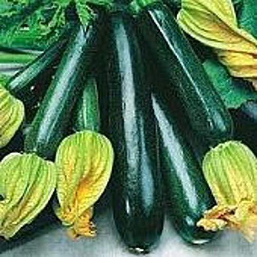 Black Beauty Zucchini Squash Seeds (50 Seed Packet)(Non GMO Organic Vegetable Fruit Garden Seeds) Non-Hybrid, By Home Decorium by Unknown