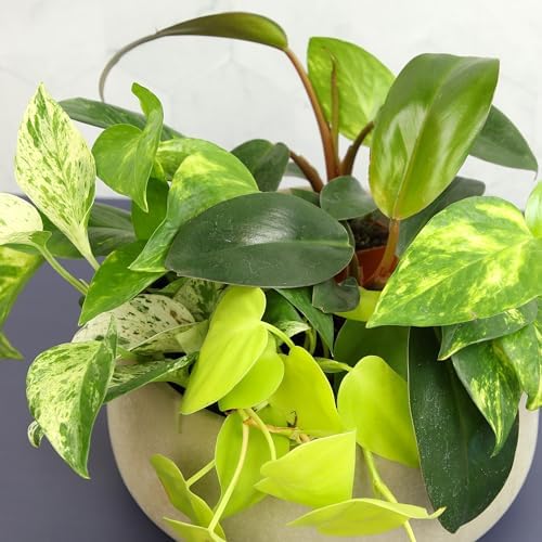 Plentiful Pothos & Philodendron (6 Pack), Pothos Live Plant Decor, Easy Indoor House Plants for Beginners, Marble Queen, Golden, Variegated Varieties - Image 3