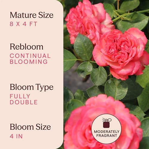 Heirloom Climbing Roses, Live Own Root Plant, Antique - Image 6