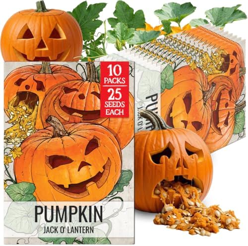 Seed Needs Jack O Lantern Pumpkin Seeds to Plant Vegetables - 10 Packs by SeedNeeds