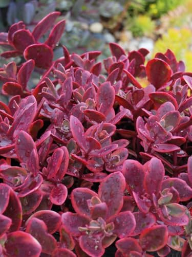 Perennial Farm Marketplace Sedum Sunsparkler® ‘Wildfire’ (Stonecrop) Live Perennial, Size-Quart, Rose-Pink Late Summer Flowers with Cherry-Red Foliage, Zones 4-9 by PerennialFarmMarketplace