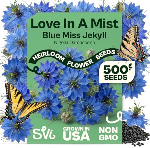 SVI 500 Blue Miss Jekyll Love-in-a-Mist Heirloom Seeds Nigella damascena by SVI