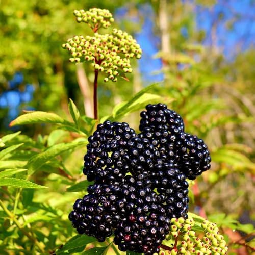 Live Elderberry Plant 1.5-2.5 Feet Tall - Image 5