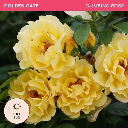 Heirloom Climbing Roses, Live Own Root Plant, Golden Gate™ - Image 4