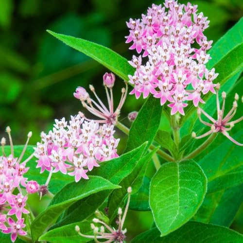 2 Pink Butterfly Milkweed Plants, 4-8" Tall - Image 6