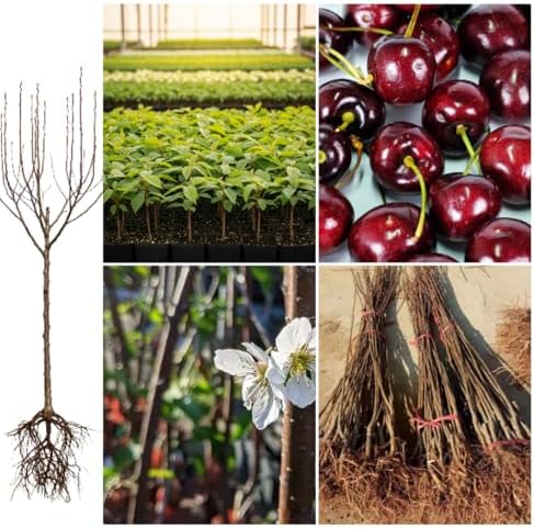2 Black Cherry Live Plants, Fruit Bearing Tree, 12-18 Inch Tall - Image 5