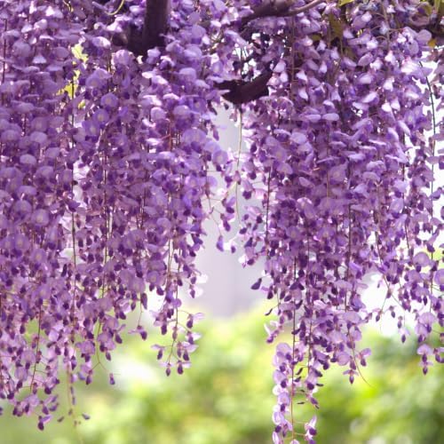 American Purple Wisteria Live Plant in 2.5 Inch Pot | 12-24 Inch Tall | Fast Growing Starter Plant | Easy-Care Climbing Vine for Landscapes, Fences & Outdoor Garden Décor - Image 2