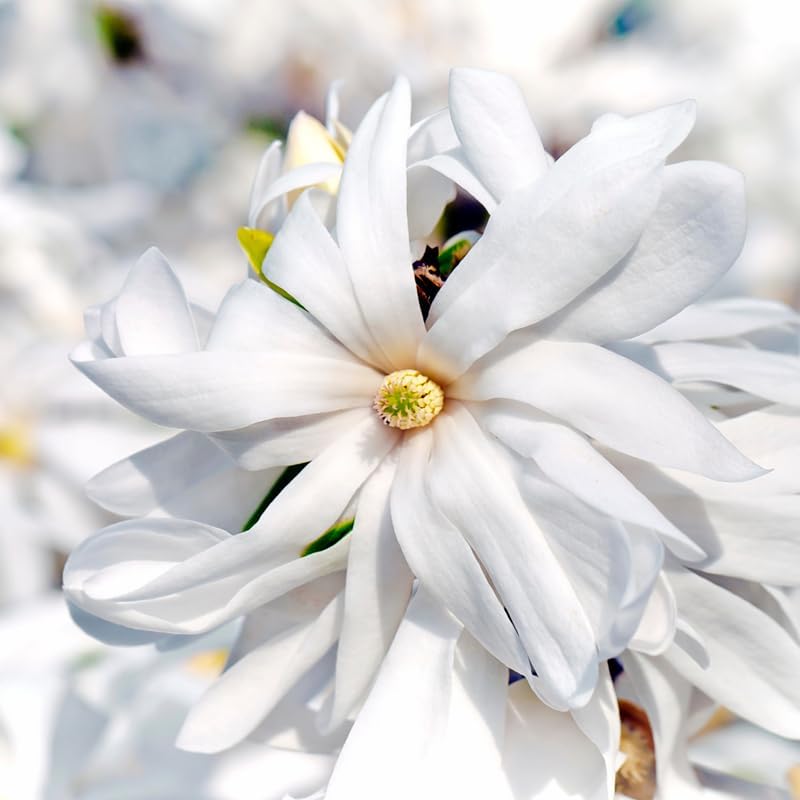 Star Magnolia Tree Plant Live, Cold Hardy Flower Tree, 6-12 Inch Tall - Image 7
