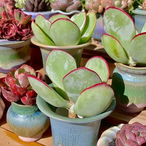 Live Succulents Plants Echeveria 'White Eyebrow' 3.5 inches,Rare Green Succulents Bare Root Without Pot Soil, Live Plants Indoor Office Decoration Wedding and Gift - Image 3