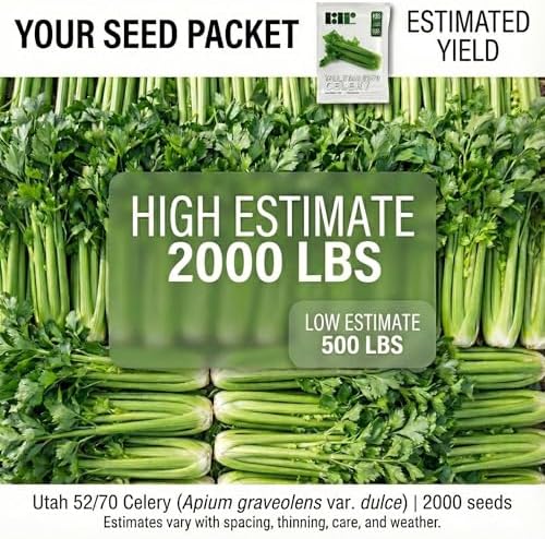 2000 Celery Seeds for Planting - Tall Utah 52-70 - Heirloom, Non-GMO, USA Grown by RDR Seeds - Image 2