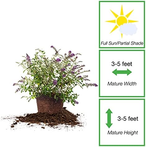 Perfect Plants Nanho Blue Butterfly Bush Live Plant, 1 Gallon - Image 2