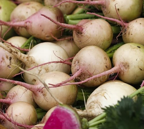 Watermelon Radish Seeds for Planting - Heirloom Non-GMO - Image 6