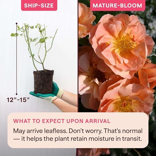 Heirloom Floribunda Roses, Live Own Root Plant, Sunbelt® Sierra Lady™ - Image 2