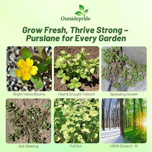 Outsidepride Green Purslane Seeds for Planting - 5,000 Pcs Annual, Easy to Grow, Vitamin-Rich & Drought Tolerant Succulent Seeds for Culinary, Xeriscaping, Containers & Hanging Baskets (Pack of 2) - Image 2