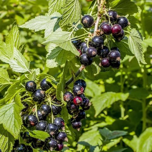 Black Currant Bush Live Plant, Berry Fruit Bush, 6-12 Inch Tall - Image 7