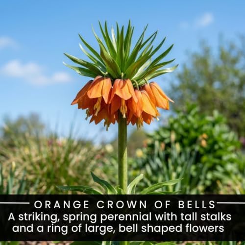 10 Orange Crown Imperial Fritillaria Bulbs – Tall Bell-Shaped Spring Flower - Image 2