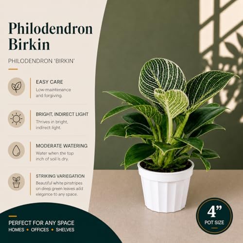 Philodendron Birken Live Plant | Indoor House Plant for Home Decor, Room Decor, Office Decor | Air Purifying Philodendron Houseplant | Elegant Plants Live Houseplants - Image 2