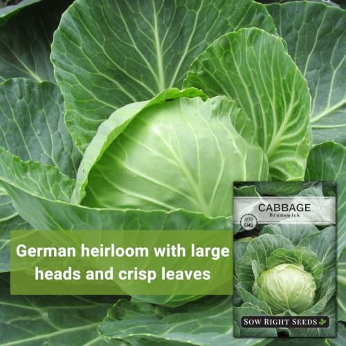 Sow Right Seeds - Brunswick Cabbage Seed for Planting Outdoors Vegetable - Image 3