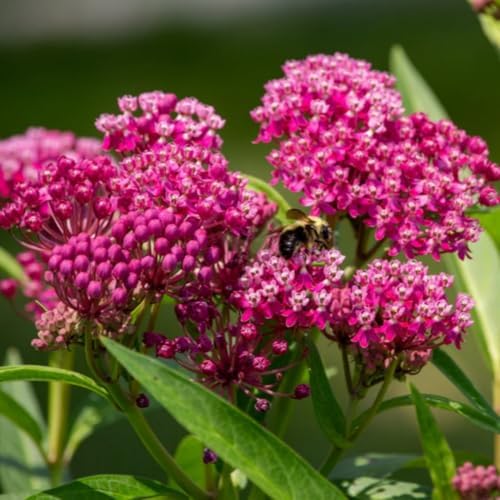 3 Mixed Butterfly Milkweed Plants Live, Well-Rooted Starter Plant - Image 2