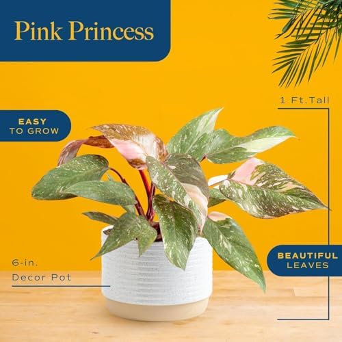 Costa Farms Pink Princess Philodendron, Live Indoor Plant, Tropical - Image 4