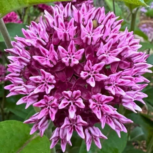 Set of 2 Purple Milkweed Live Plant 4-6" Tall, Dormant in Winter - Image 3