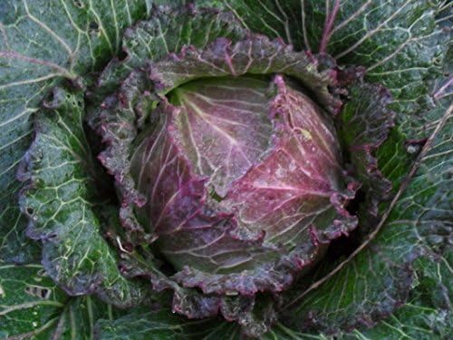 Cabbage 'January King No 3'- French Heirloom - Cold-Hardy - Crisp and Crunchy!! (25 - Seeds) - Image 3