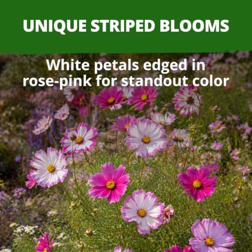 HOME GROWN Candystripe Cosmos Seeds, 1200 Seeds, Cosmos bipinnatus - Image 2