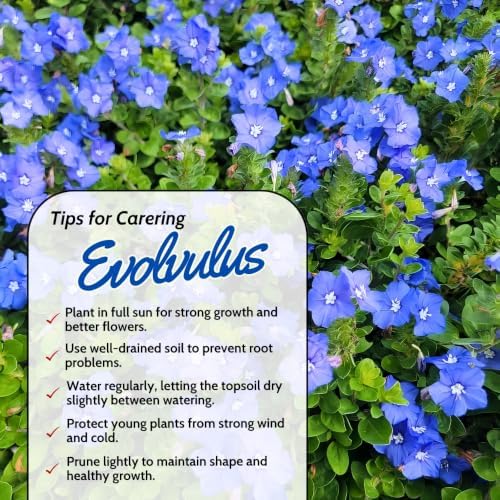3 Blue Daze Evolvulus Plants Live, Blue Flowering Ground Cover, 4-6" Height - Image 2
