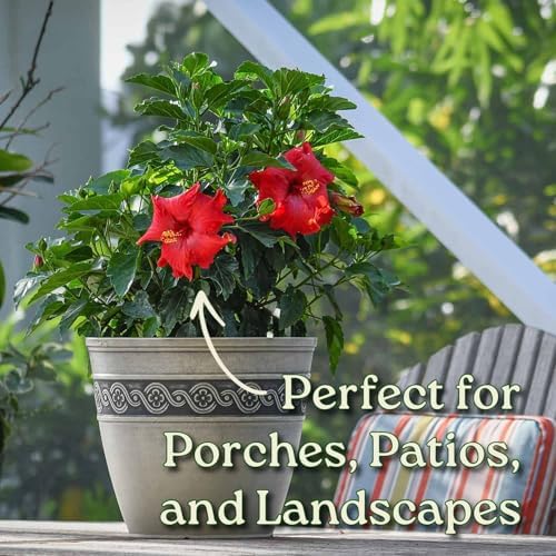 Hibiscus Plant Live - Hibiscus Bush - Red President - Overall Height 26" to 28" - Tropical Plants of Florida (Plant Only) - Image 4