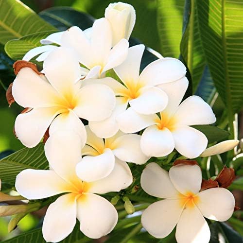 Live Hawaiian White Plumeria Plant Cutting 10 Inch Easy Root Tropical - Image 2
