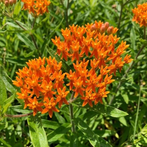 2 Orange Milkweed Live Plants, Flowering Plant, 4-7 Inch Tall - Image 7