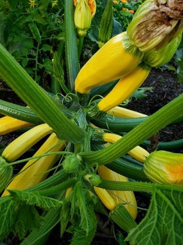 Golden Zucchini Seeds - 1 Pound ~ 3400+ Count - for 2026 Planting Heirloom Italian Yellow Zucchini Summer Squash Kousa Courgette Marrow Garden Vegetable Grow Your Own Home Farm Patio - Image 2