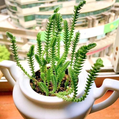 Sprout N Green Watch Chain, Live Crassula muscosa Succulent Plant Fully Rooted in 4" Pot, Home Office Indoor Outdoor Wedding Decoration DIY Projects Party Favor, Easy to Care, Keep Away from Pets - Image 5