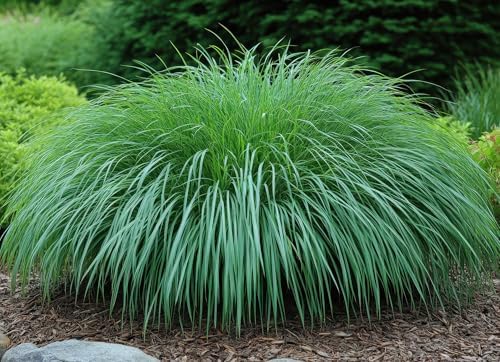 Pennsylvania Sedge Live Plant Plugs – Carex pensylvanica Native Shade Grass Starter Plants – Low Maintenance Ground Cover for Woodland Gardens & Landscaping (5 Plants) by CZGrain