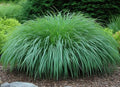 Pennsylvania Sedge Live Plant Plugs – Carex pensylvanica Native Shade Grass Starter Plants – Low Maintenance Ground Cover for Woodland Gardens & Landscaping (5 Plants) by CZGrain
