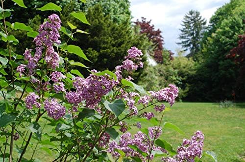 Syringa X hya. 'Pocahontas' (Lilac) Shrub, purple flowers, #3 - Size Container - Image 5