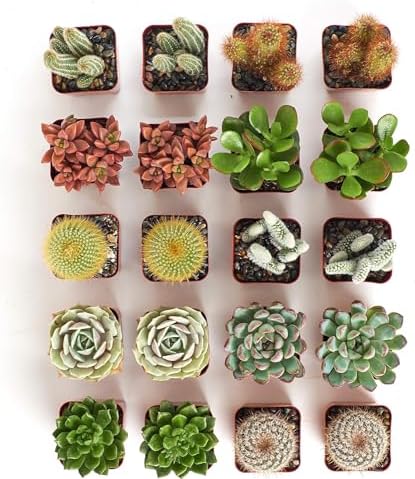 Shop Succulents Premium Live Mini Cactus and Succulent Plants in 2" Pots, Easy Care Indoor or Outdoor Gardening, Terrariums, Favors, & Contemporary Spaces with Hardy, Resilient Varieties, Pack of 20 - Image 3