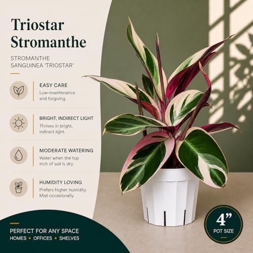 Stromanthe Triostar - Colorful Live Indoor Plant, Calathea Prayer Plant, Air Purifier & Elegant Home Decor, Ideal for Room Decor, Triostar Houseplant - Image 2