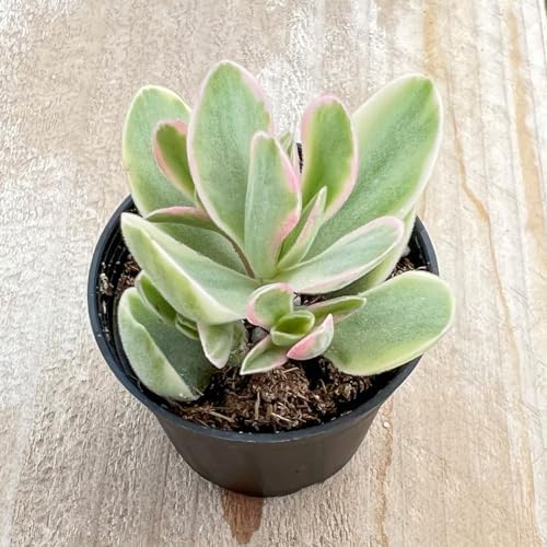 Sprout N Green Money Maker Variegata, Live Succulent Plant - Image 2