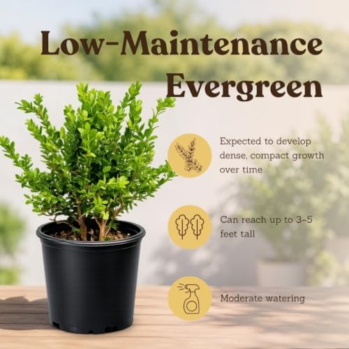 Boxwood Bonsai Tree Live, Buxus Evergreen Starter Plant, 1-Gallon - Image 7
