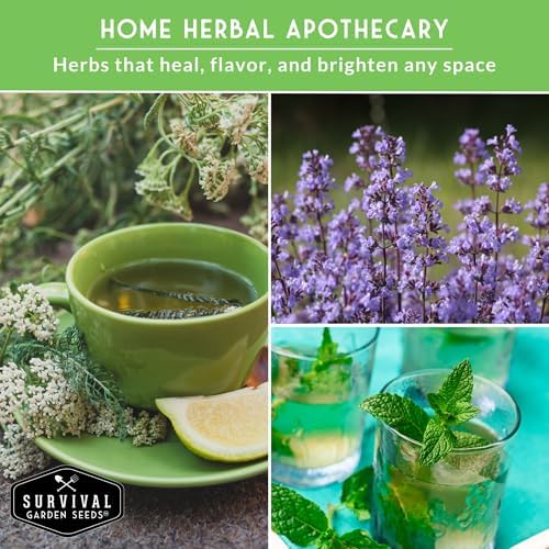 Medicinal Tea Herb Seeds for Planting | 9 Varieties - Survival Garden Seeds - Image 4