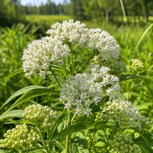 2 White Milkweed Live Plants Potted - Butterfly Milkweed Plants - Image 4